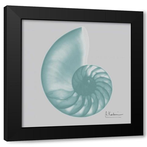 Aquifer Sea Shell Black Modern Wood Framed Art Print with Double Matting by Koetsier, Albert