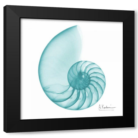 Turquoise Sea Shell Black Modern Wood Framed Art Print with Double Matting by Koetsier, Albert