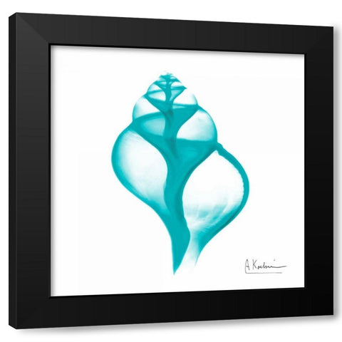 Turquoise Tulip Shell Black Modern Wood Framed Art Print with Double Matting by Koetsier, Albert