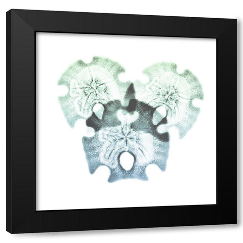 Shimmering Sand Dollars 2 Black Modern Wood Framed Art Print with Double Matting by Koetsier, Albert