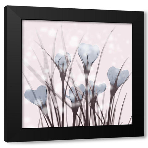 Salmon Crocus Black Modern Wood Framed Art Print with Double Matting by Koetsier, Albert