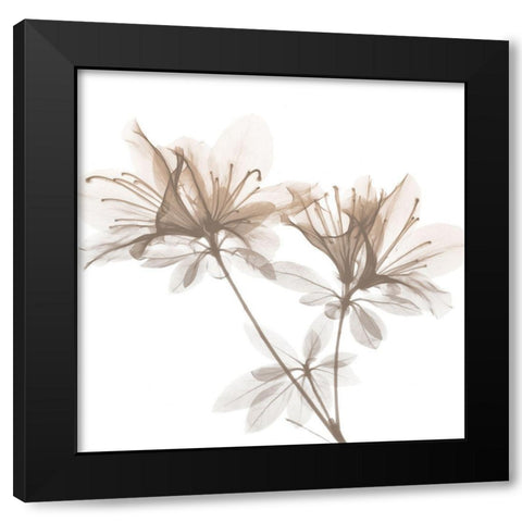 Dry Azalea 2 Black Modern Wood Framed Art Print with Double Matting by Koetsier, Albert