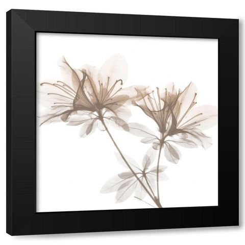 Dry Azalea 2 Black Modern Wood Framed Art Print by Koetsier, Albert
