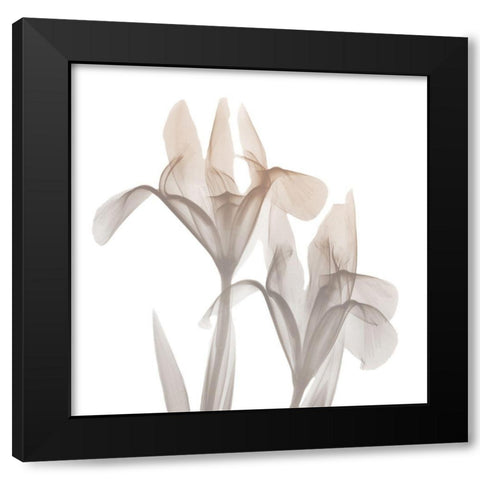 Dry Iris 1 Black Modern Wood Framed Art Print with Double Matting by Koetsier, Albert