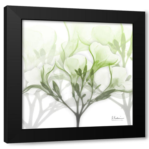 Seasoned Oleander Black Modern Wood Framed Art Print by Koetsier, Albert