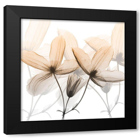 Bittersweet Clematis Black Modern Wood Framed Art Print with Double Matting by Koetsier, Albert