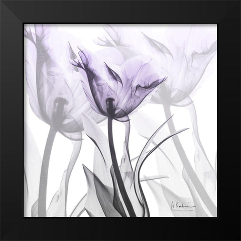 Lilac Luster Tulip Black Modern Wood Framed Art Print by Koetsier, Albert