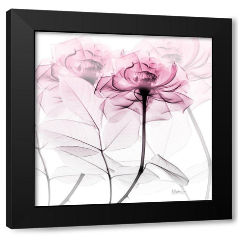 Lavish Pink Rose Black Modern Wood Framed Art Print by Koetsier, Albert