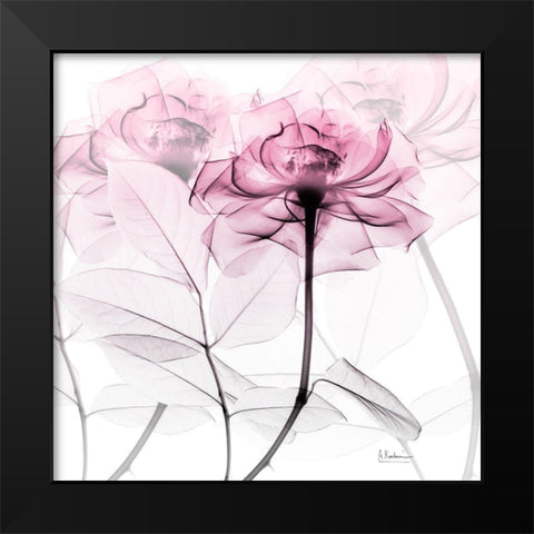 Lavish Pink Rose Black Modern Wood Framed Art Print by Koetsier, Albert