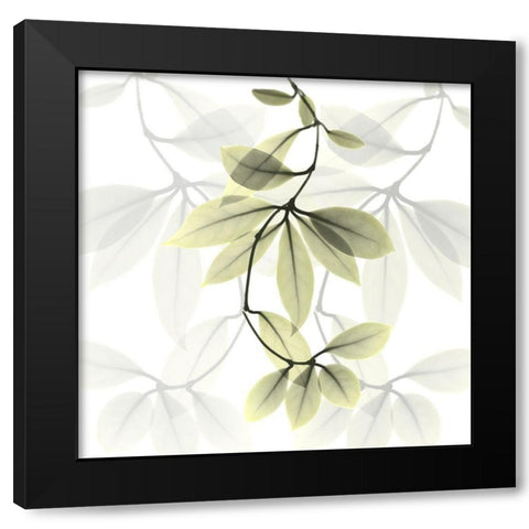 Overcoming Hoya Carnosa Black Modern Wood Framed Art Print with Double Matting by Koetsier, Albert