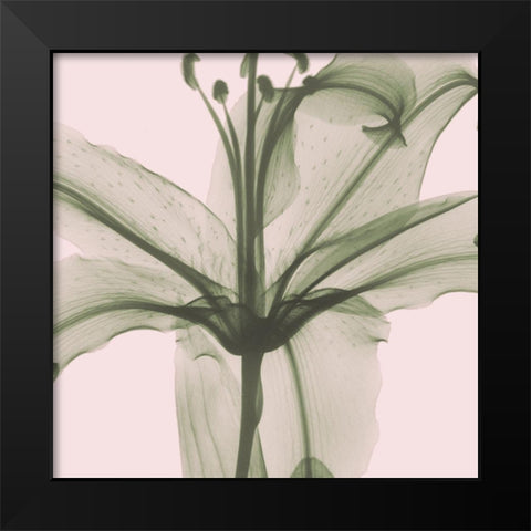 Entranced Lily Black Modern Wood Framed Art Print by Koetsier, Albert