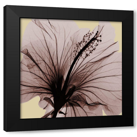 Spring Hibiscus Black Modern Wood Framed Art Print by Koetsier, Albert