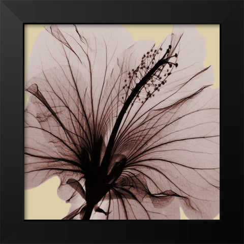 Spring Hibiscus Black Modern Wood Framed Art Print by Koetsier, Albert