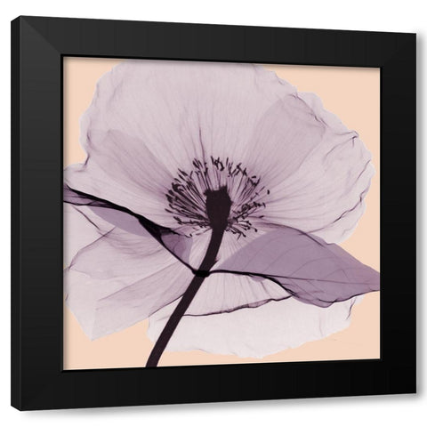 Lavender Love Black Modern Wood Framed Art Print by Koetsier, Albert