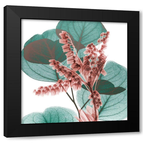 Blushing Lilly Of Eucalyptus 2 Black Modern Wood Framed Art Print with Double Matting by Koetsier, Albert