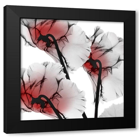 Crimson Luster Cyclamen Black Modern Wood Framed Art Print with Double Matting by Koetsier, Albert