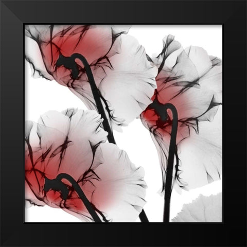 Crimson Luster Cyclamen Black Modern Wood Framed Art Print by Koetsier, Albert