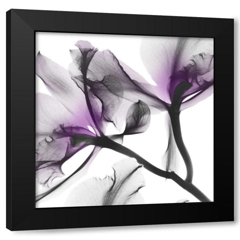 Lavender Luster 1 Black Modern Wood Framed Art Print with Double Matting by Koetsier, Albert