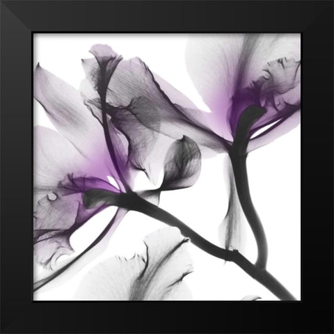 Lavender Luster 1 Black Modern Wood Framed Art Print by Koetsier, Albert