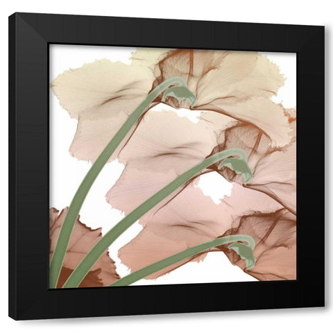 Peach Luster Cyclamen 1 Black Modern Wood Framed Art Print with Double Matting by Koetsier, Albert