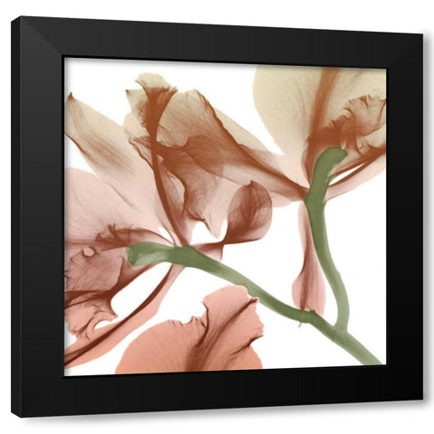 Peach Luster Cyclamen 2 Black Modern Wood Framed Art Print with Double Matting by Koetsier, Albert