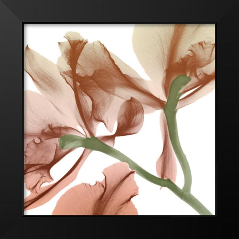 Peach Luster Cyclamen 2 Black Modern Wood Framed Art Print by Koetsier, Albert