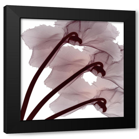 Burgundy  Luster Black Modern Wood Framed Art Print with Double Matting by Koetsier, Albert