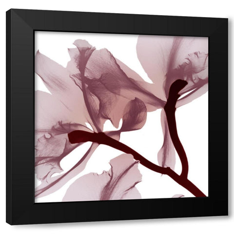 Burgundy  Luster 2 Black Modern Wood Framed Art Print with Double Matting by Koetsier, Albert