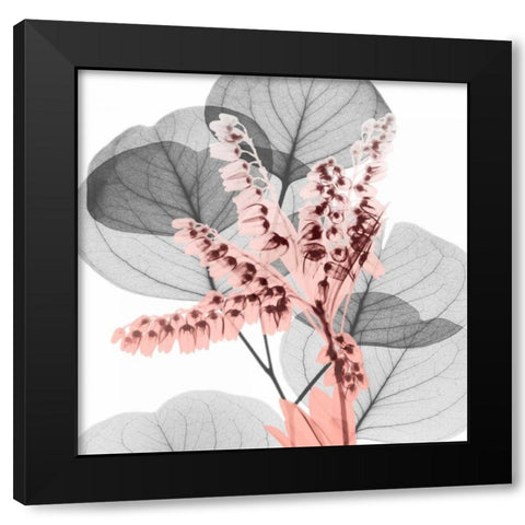 Eucalyptus Blush 1 Black Modern Wood Framed Art Print by Koetsier, Albert