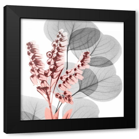 Eucalyptus Blush 2 Black Modern Wood Framed Art Print by Koetsier, Albert