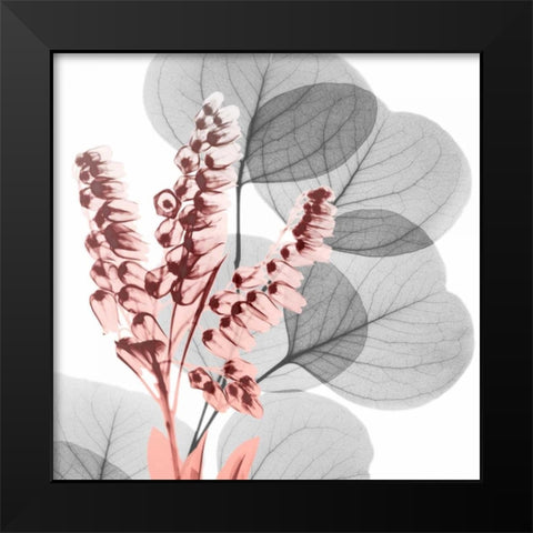 Eucalyptus Blush 2 Black Modern Wood Framed Art Print by Koetsier, Albert