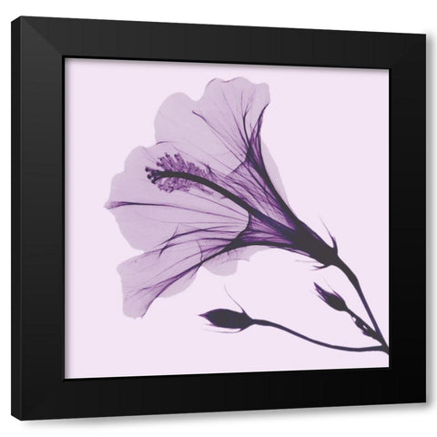 Lavender Passion Hibiscus Black Modern Wood Framed Art Print with Double Matting by Koetsier, Albert