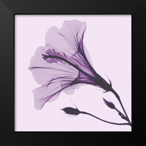 Lavender Passion Hibiscus Black Modern Wood Framed Art Print by Koetsier, Albert