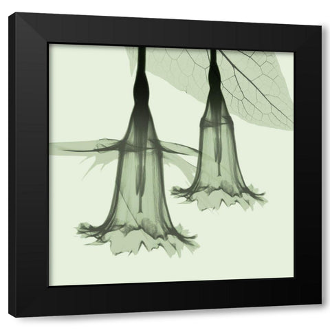 Emerald Daffodil Black Modern Wood Framed Art Print with Double Matting by Koetsier, Albert