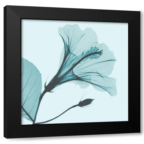 Saphire Love Hibiscus Black Modern Wood Framed Art Print by Koetsier, Albert