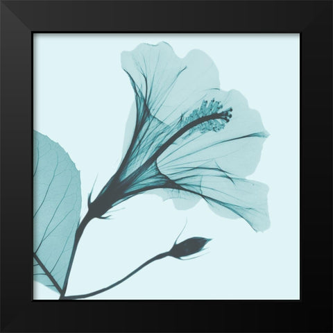 Saphire Love Hibiscus Black Modern Wood Framed Art Print by Koetsier, Albert