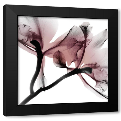 Blushing Luster 1 Black Modern Wood Framed Art Print with Double Matting by Koetsier, Albert