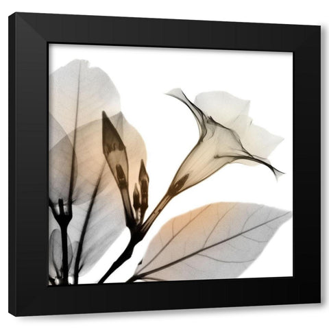 Sunrise Mandelilla Black Modern Wood Framed Art Print by Koetsier, Albert