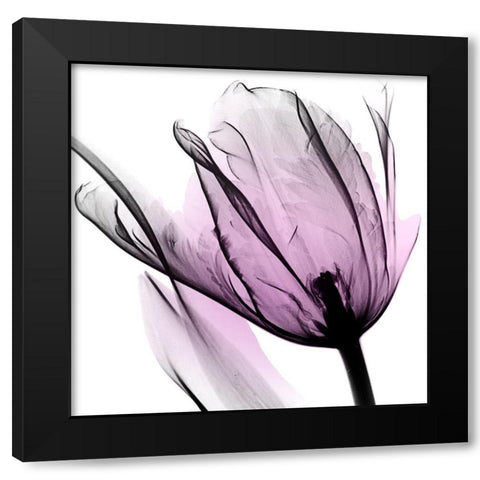 Illuminated Tulip Black Modern Wood Framed Art Print with Double Matting by Koetsier, Albert