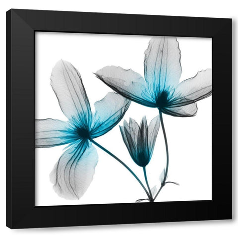 Vibrant Clematis Black Modern Wood Framed Art Print with Double Matting by Koetsier, Albert