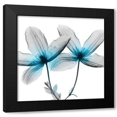 Vibrant Clematis 2 Black Modern Wood Framed Art Print with Double Matting by Koetsier, Albert