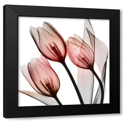 Splendid Tulips Black Modern Wood Framed Art Print with Double Matting by Koetsier, Albert