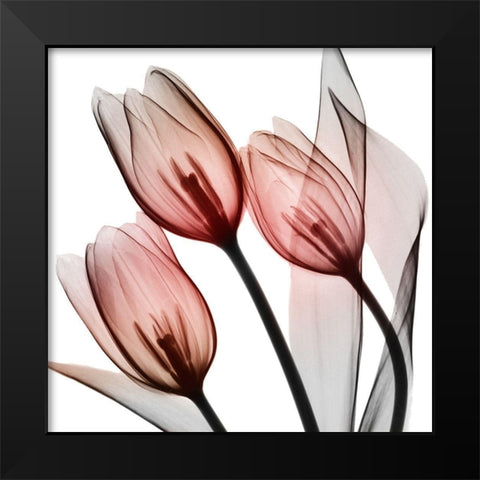 Splendid Tulips Black Modern Wood Framed Art Print by Koetsier, Albert