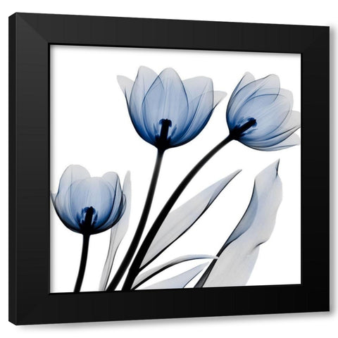 Brilliant Night Tulips C68 Black Modern Wood Framed Art Print by Koetsier, Albert