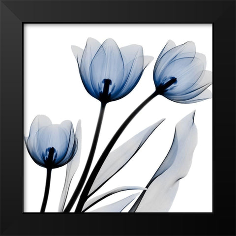 Brilliant Night Tulips C68 Black Modern Wood Framed Art Print by Koetsier, Albert