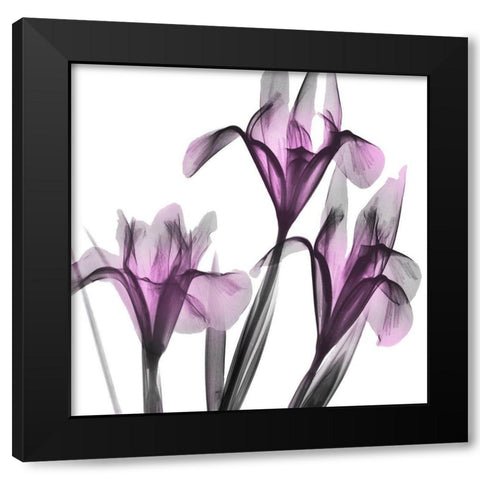 Dazzling Iris Black Modern Wood Framed Art Print with Double Matting by Koetsier, Albert