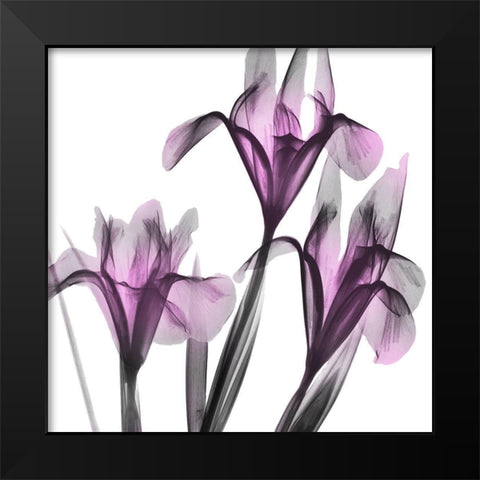 Dazzling Iris Black Modern Wood Framed Art Print by Koetsier, Albert