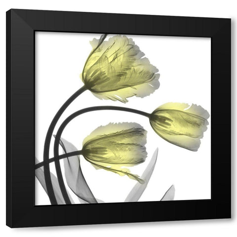 Glorious Tulips Black Modern Wood Framed Art Print with Double Matting by Koetsier, Albert