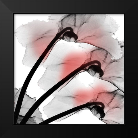 Coral Luster Cyclamen Black Modern Wood Framed Art Print by Koetsier, Albert