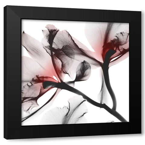 Coral Luster 1 Black Modern Wood Framed Art Print by Koetsier, Albert